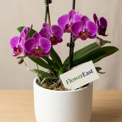 Orchidee im Topf